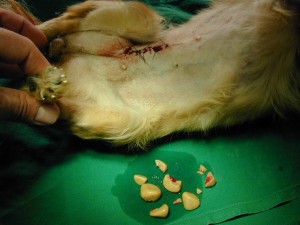 Blasensteine Chihuahua