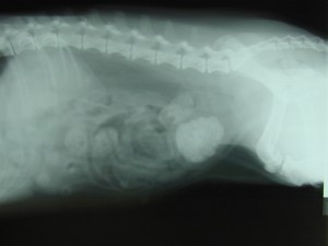 Röntgenaufnahme Blasenstein