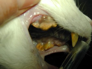 Zahnstein bei der Katze