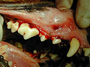 Nach der Zahnsteinreinigung