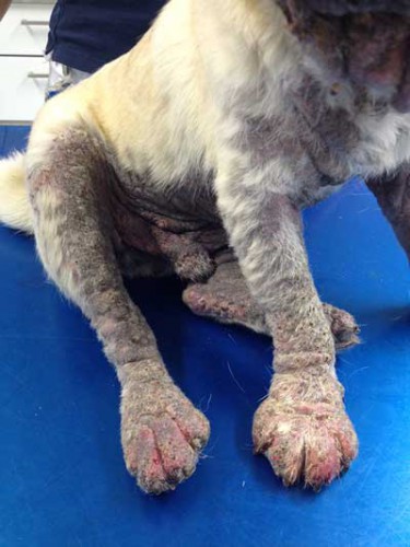 Hund mit generalisierter Demotikose