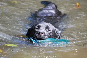 Hund beim Schwimmen im kalten Wasser – Gefahr für Wasserrute