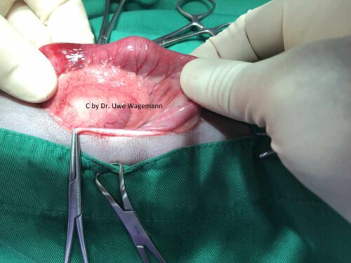 op katze entfernung schnuller situs