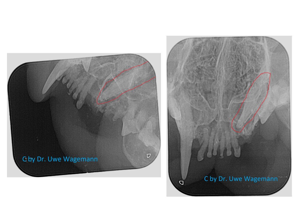 kater 14 jahre nicht durchgebrochener eckzahn retinierter caninus digitale roentgenaufnahme