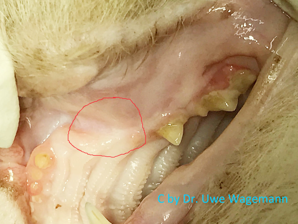 Kater 14 Jahre mit einem nicht durchgebrochenen eckzahn retinierter caninus