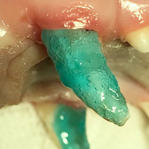 Haftvermittlungskunststoff Bonding auftragen