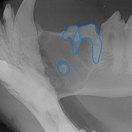 Röntgenbild vom Kiefer eines Hundes Odontogene Zyste Seitenansicht