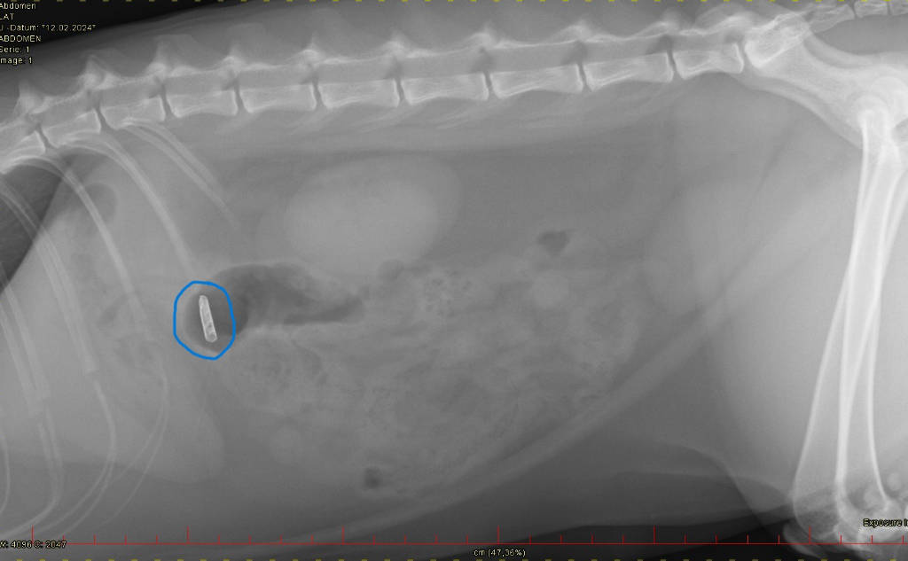 roentgenbild von katze mit verschlucktem Faden