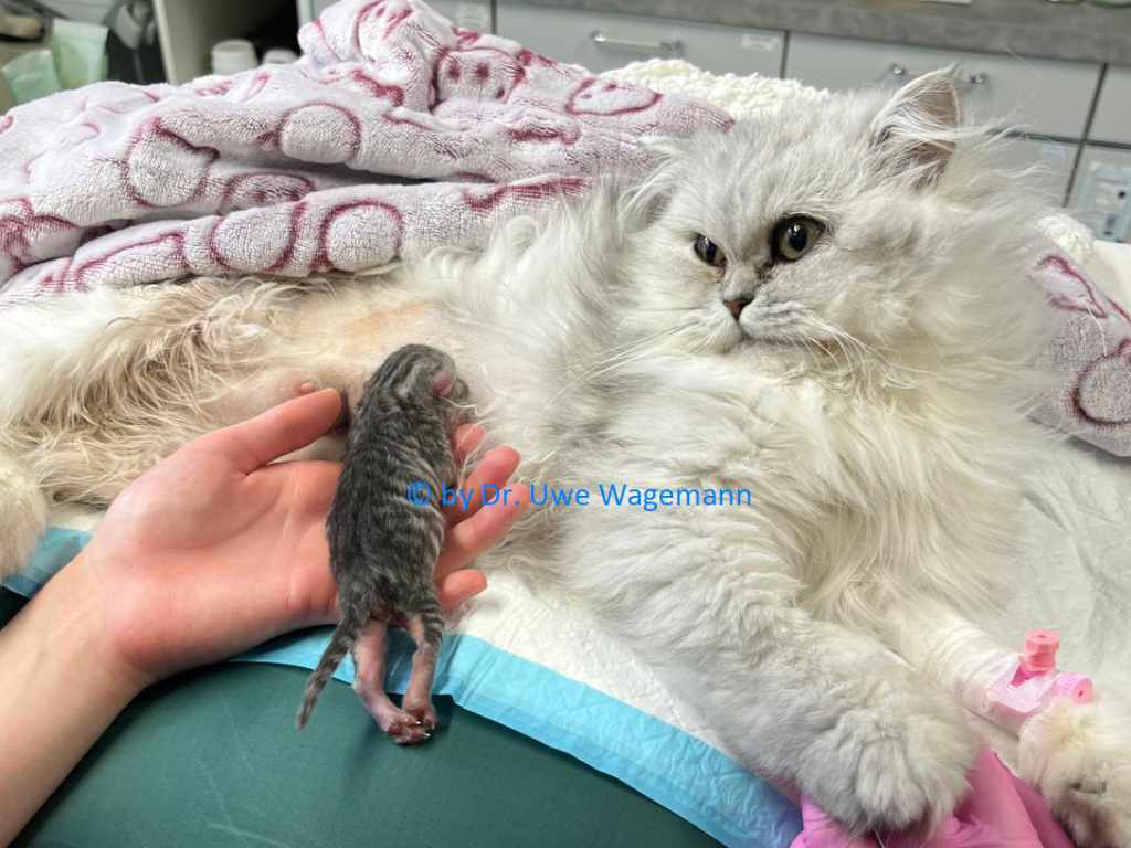 Nach der Geburt, Kätzin bekommt ihr Kitten gezeigt