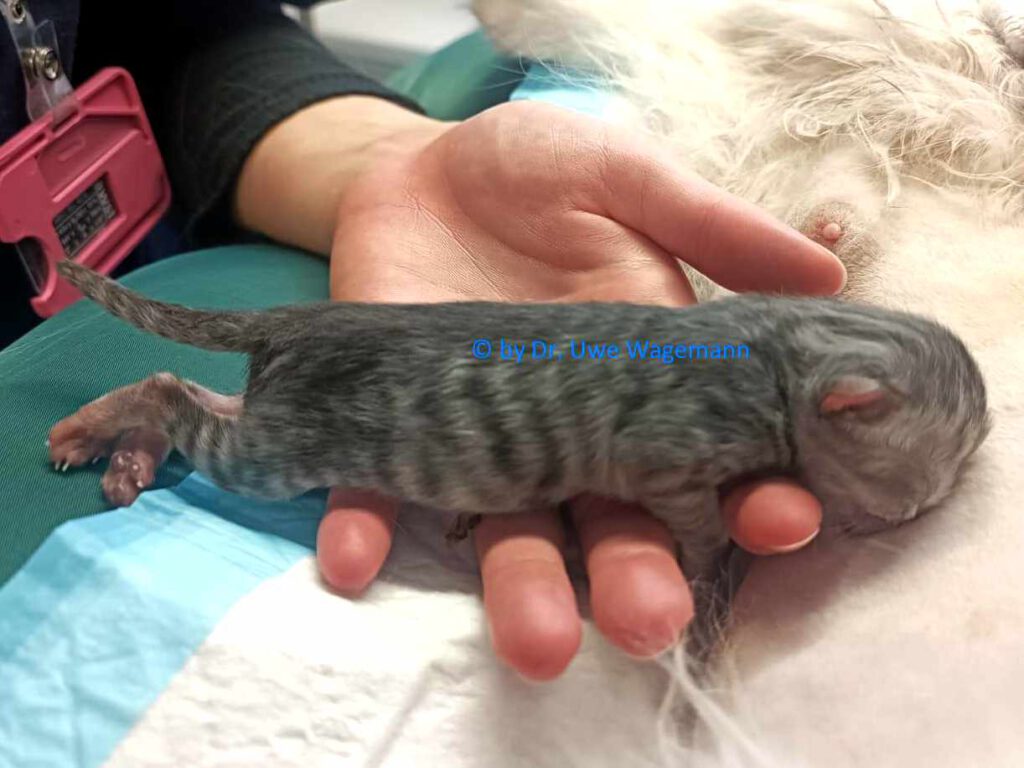 Dem Kitten wird die Zitzr der Kätzin angeboten, damit es selbstständig saugt.