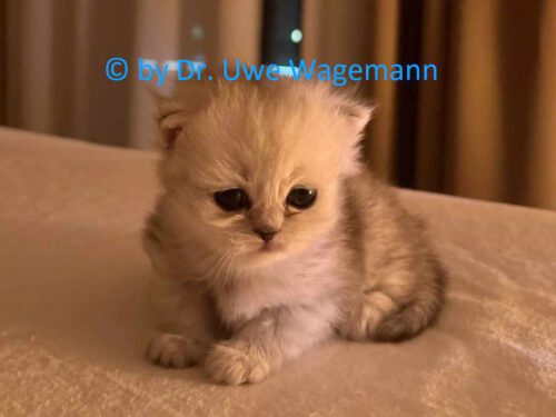 Portrait von sitzendem Kitten