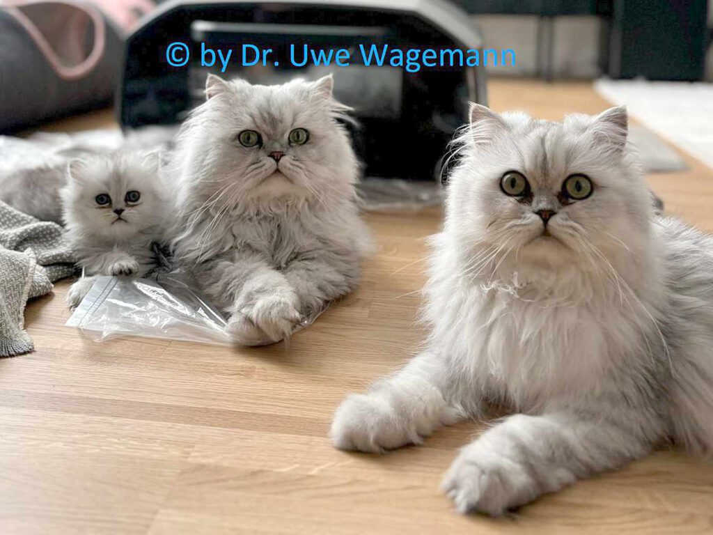 Gruppenbild mit Kater im Vordergrund und Kätzin mit Kitten im Hintergrund.